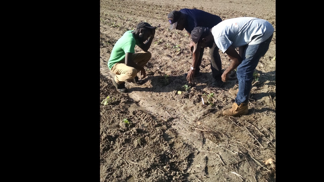 Sow Seeds of Opportunity: Support New Vision's Vegetable Planting Season