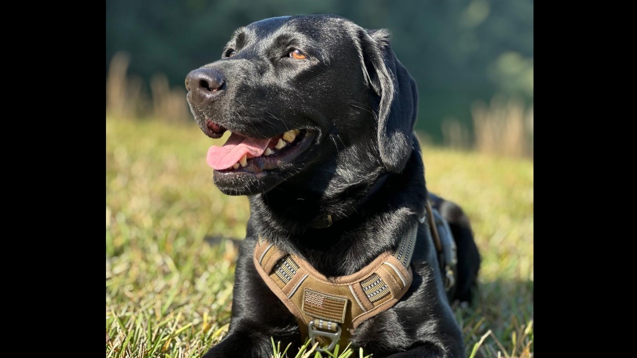 K9 Harper Fund
