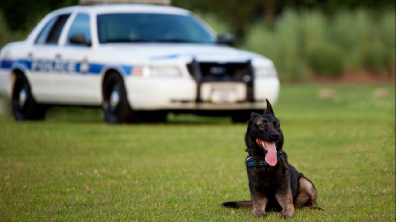 K9 Body Armor for Manheim Township PD's K-9's Zeke and Ruck